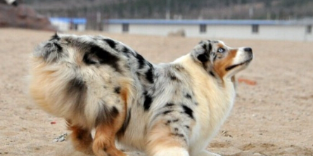 	 澳洲牧羊犬的形态特征，akc标准判定是否失格