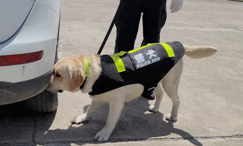 警犬退役后去哪