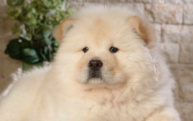 熊狮犬价格多少钱一只 熊狮犬价格多少钱一只