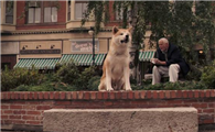 忠犬八公真的是个骗局吗
