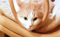 为什么叫极霸猫