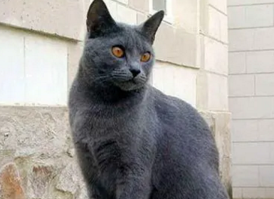 卡尔特猫是蓝猫吗