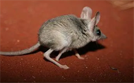 狐猿一只多少元在国内