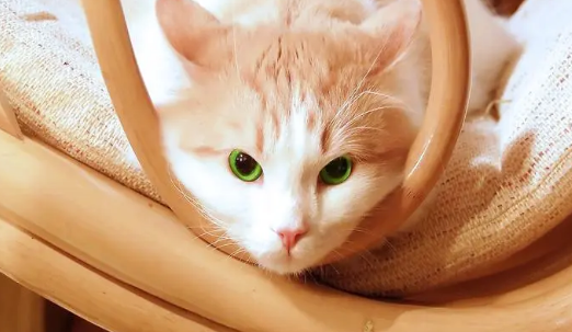 为什么叫极霸猫 为什么叫极霸猫