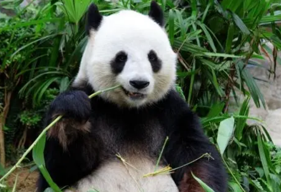 明明是肉食动物，大熊猫为什么会变成了素食主义者？