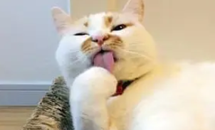 我的猫咪夜里不睡觉,跑过来闻我,是想确认我死了吗? 我的猫咪夜里不睡觉,跑过来闻我,是想确认我死了吗?
