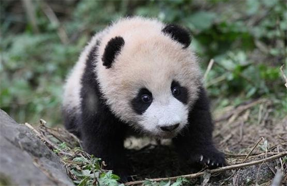 大熊猫几岁算成年?大熊猫成长记:从幼崽到成年的壮丽旅程 大熊猫几岁算成年?大熊猫成长记:从幼崽到成年的壮丽旅程
