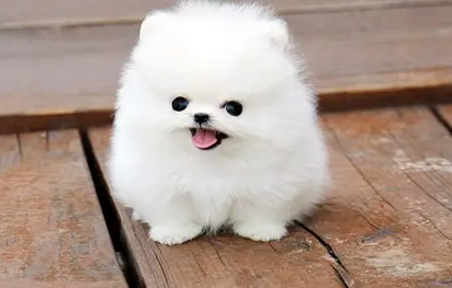 俊介犬缺点和特点 俊介犬缺点和特点