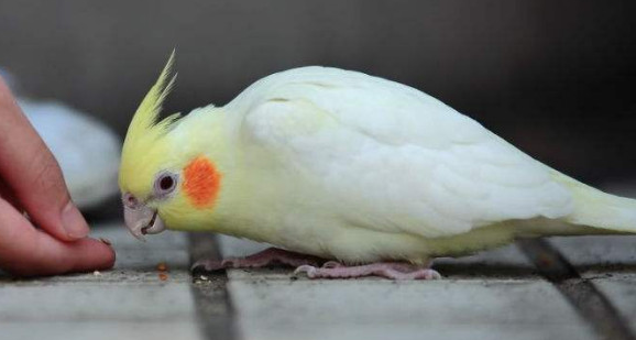 玄凤鹦鹉宁愿饿死也不上手