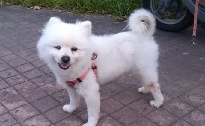 狐狸犬贵还是大白熏犬贵