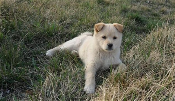 田园犬是日本的还是中国的