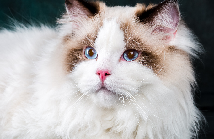长的像精灵的猫 长的像精灵的猫