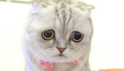 猫咪受委屈的表现