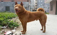 五红犬的性格特点