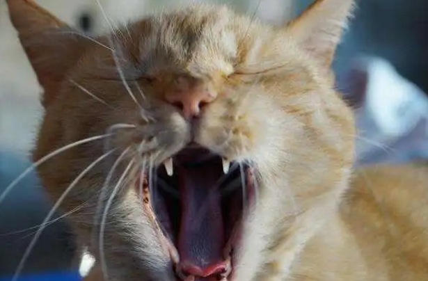 必须注意凌晨3一4点猫叫要警惕 必须注意凌晨3一4点猫叫要警惕
