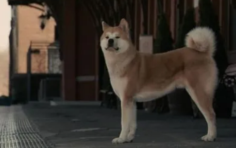 忠犬八公是日本还是美国