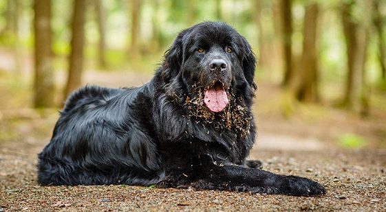 纽芬兰犬体味大吗