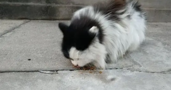经常遇到这只小猫,给它吃了一次之后,它到点就来等着 经常遇到这只小猫,给它吃了一次之后,它到点就来等着