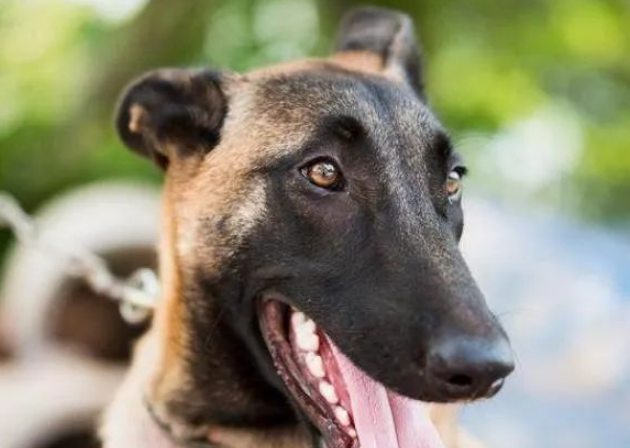 马犬的6大优点，难怪那么多人喜欢，我都想养一只
