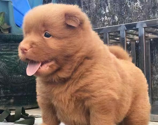 五红犬的智商高吗