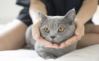 猫性特质的女人