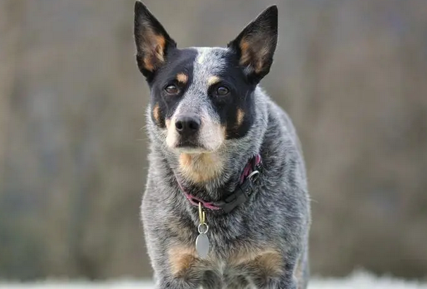 澳洲牧牛犬的养护常识,和它建立真挚友谊 澳洲牧牛犬的养护常识,和它建立真挚友谊