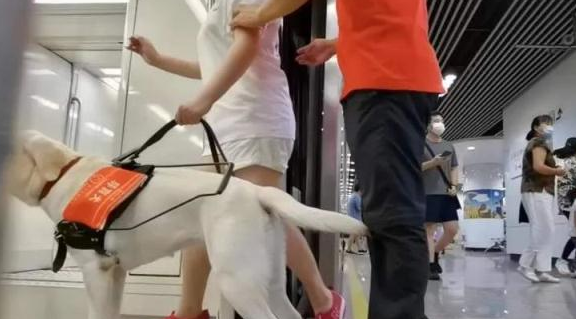 导盲犬全国有多少只