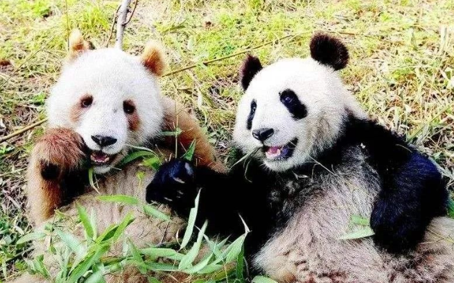究竟谁杂交了国宝？秦岭惊现棕色大熊猫，科学家无法给出答案