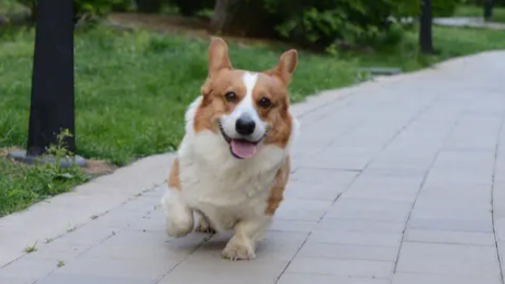 三色柯基犬为什么不值钱呢