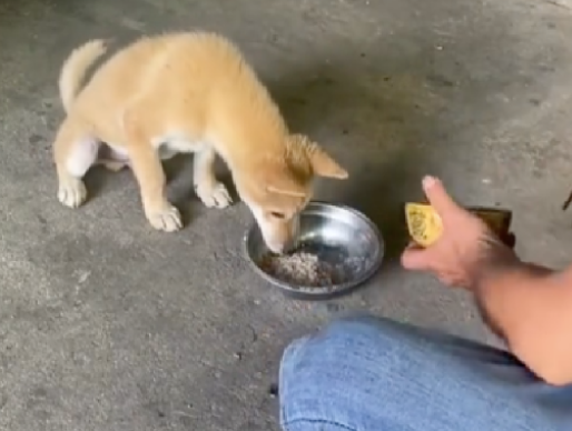 主人把碗放地上后狗却不吃,而是让他倒进自己狗碗里,真有灵性啊 主人把碗放地上后狗却不吃,而是让他倒进自己狗碗里,真有灵性啊