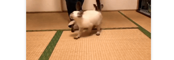 暹罗不愧是“猫中之狗”，这个干饭速度也太吓人了！