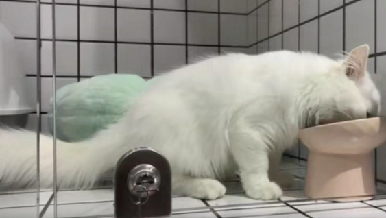 猫咪被弃养,但这次大家没有责怪主人,而是一起等他回来 猫咪被弃养,但这次大家没有责怪主人,而是一起等他回来