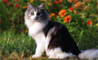 挪威森林猫幼猫多少钱一只