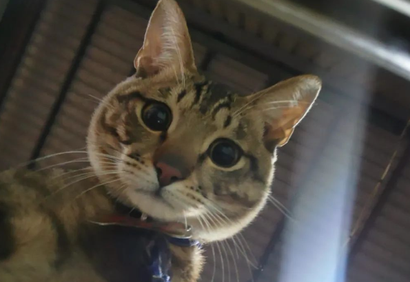 “自从养了猫，没一天能好好看电视！"主人晒哀怨黑影，笑翻全网...