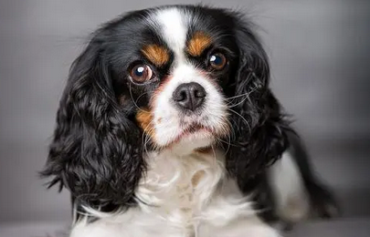 查理士王小猎犬叫么,和蔼可亲精力旺盛