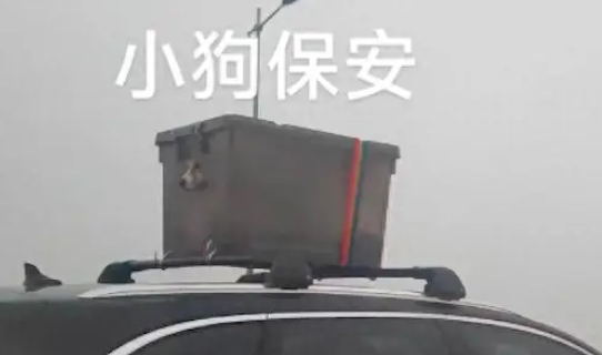 车主将狗狗装在车顶上带回家过年,它好似一保安:谁敢追我的尾! 车主将狗狗装在车顶上带回家过年,它好似一保安:谁敢追我的尾!
