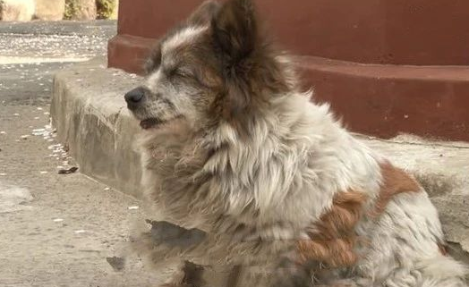韩国忠犬原地等主人十年,从小狗等到了老狗,只因主人的一句话 韩国忠犬原地等主人十年,从小狗等到了老狗,只因主人的一句话