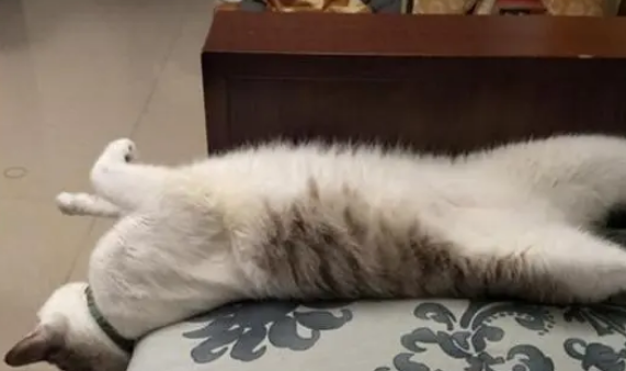 猫咪和妹妹打架装无辜,被主人一秒识破:你嘴边的黑毛还没处理掉 猫咪和妹妹打架装无辜,被主人一秒识破:你嘴边的黑毛还没处理掉
