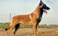 马犬能打得过黑狼犬吗