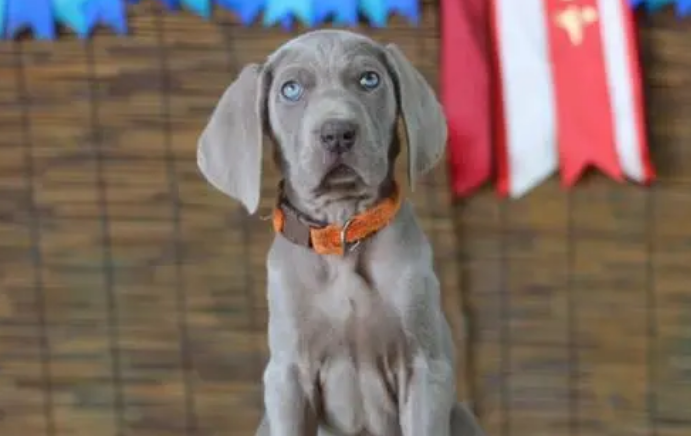 巴斯克维尔猎犬告诉我们什么道理