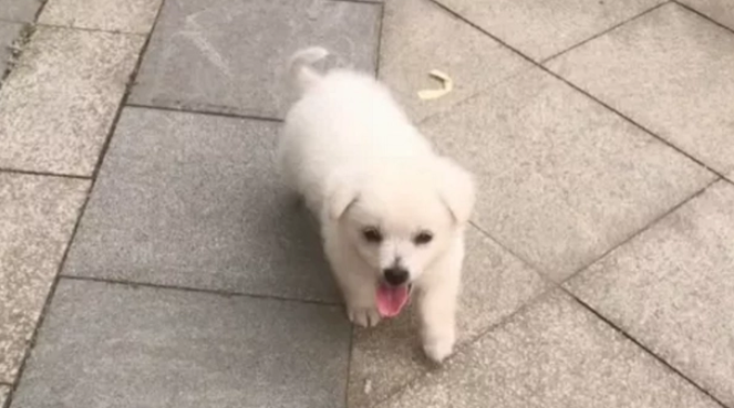 捡了一只小奶狗,3天后狗妈找上门,可是“主人”不想还了 捡了一只小奶狗,3天后狗妈找上门,可是“主人”不想还了