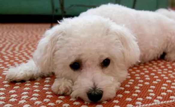 小型犬哪种好养 小型犬哪种好养