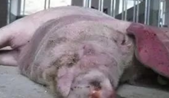 秋季注意猪流感多发 秋季注意猪流感多发