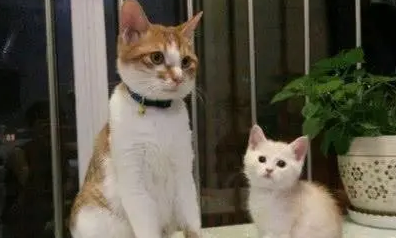 小猫还没睁眼就被扔了，女孩收养一个月后，有人出高价要买它