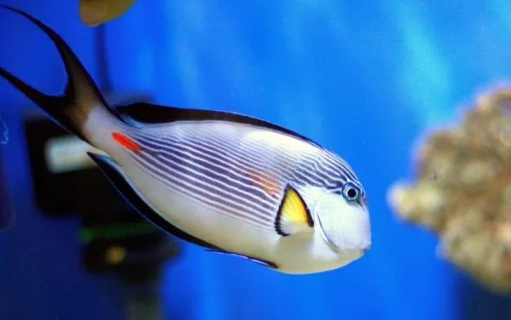 红海骑士吃珊瑚吗 红海骑士吃珊瑚吗
