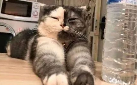 黑黄混色的猫 黑黄混色的猫