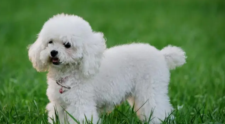 贵宾多大算成年犬