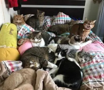 一坐下腿上就爬满了猫,主人抱怨腿麻,网友:这是赤裸裸的炫耀