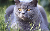 卡尔特猫和挪威森林猫的宝宝