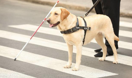 导盲犬可以进入任何公共场所吗 导盲犬可以进入任何公共场所吗